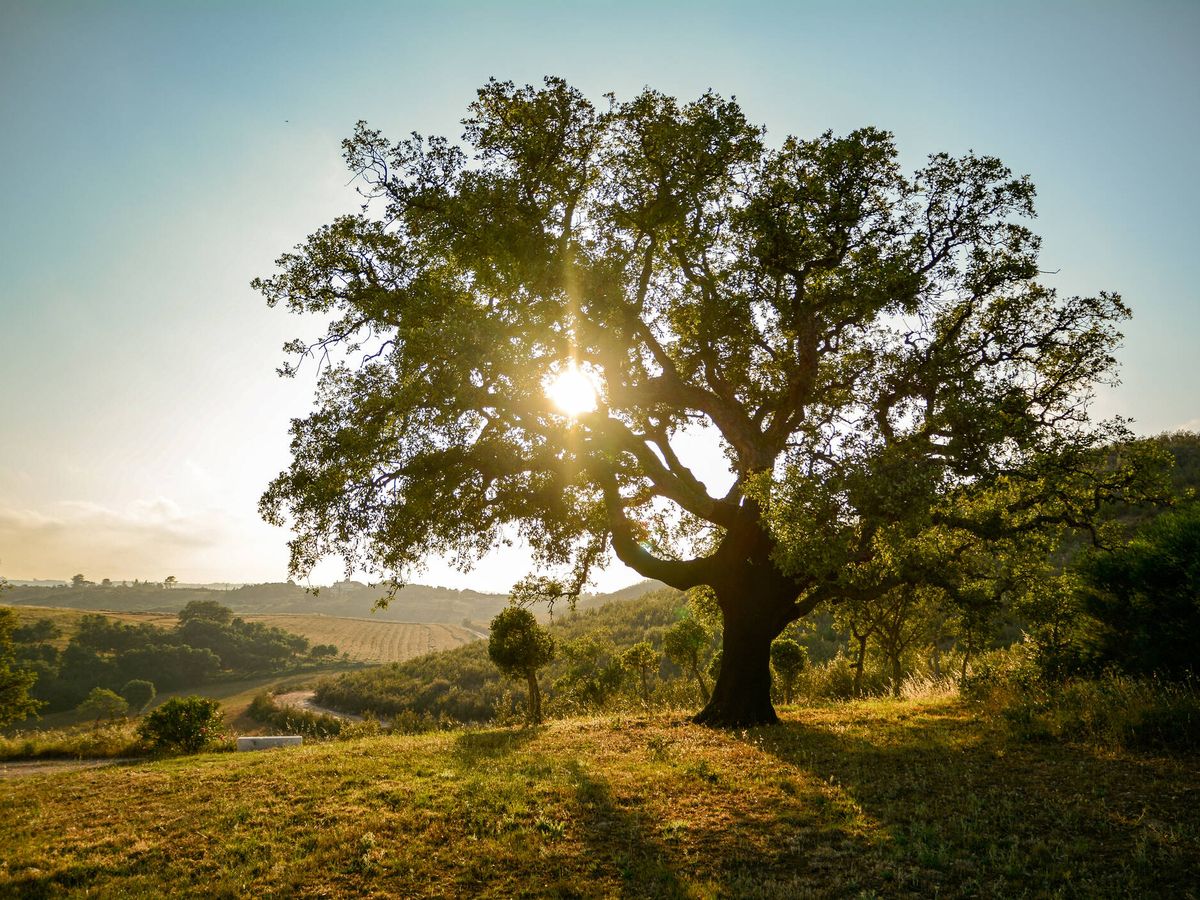 La Naturaleza al Servicio de tu Bienestar: Descubre los Beneficios de los Productos 100% Naturales