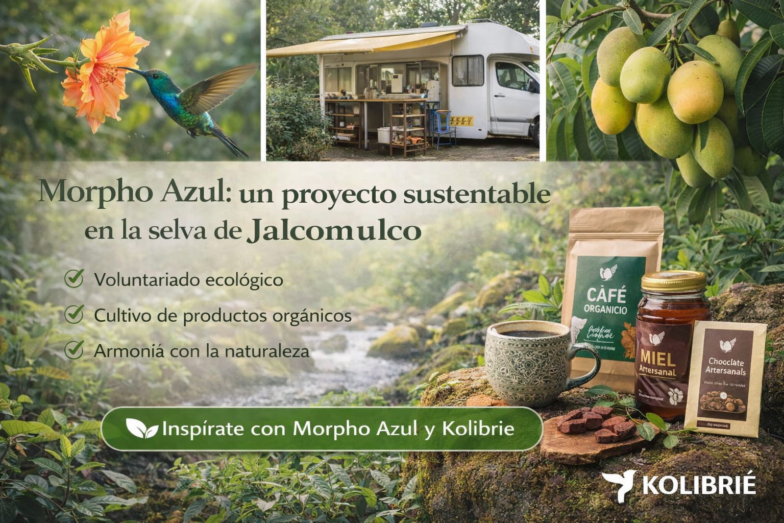 Morpho Azul - Kolibrie